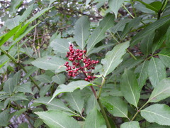 Sambucus williamsii