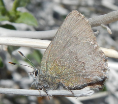 Callophrys fotis