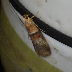 Acrobasis repandana