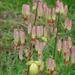 Bryophyllum pinnatum - Photo (c) Forest & Kim Starr,  זכויות יוצרים חלקיות (CC BY)