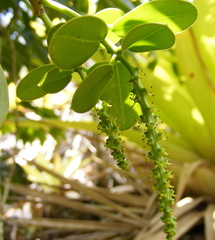Dendrocousinsia spicata