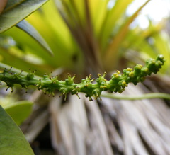 Dendrocousinsia spicata