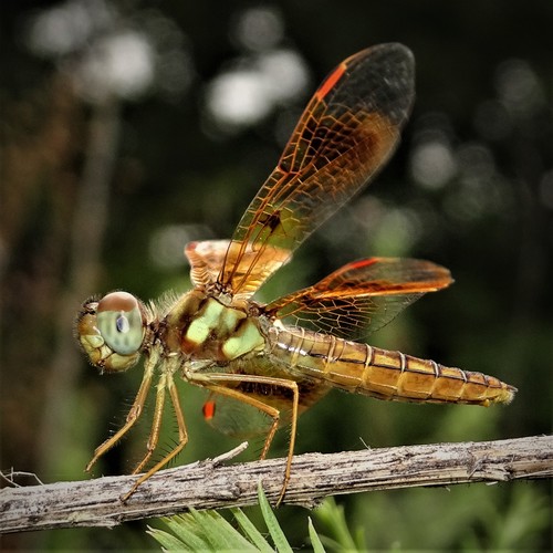 Eastern Amberwing, photo 5 of 8