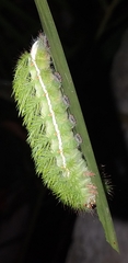 Automeris jucunda