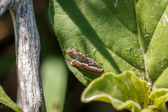 Agrilus rubrovittatus