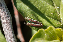 Agrilus rubrovittatus