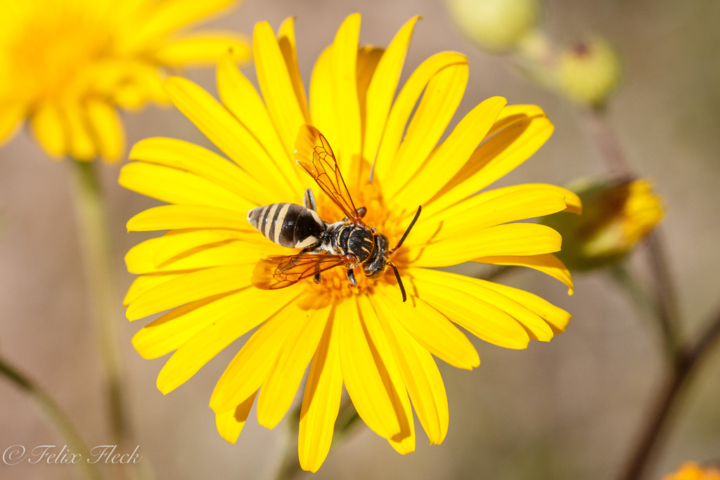 Two-lined Longhorn-Cuckoo