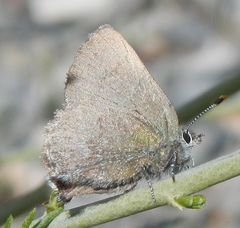 Callophrys fotis
