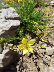 Linum kingii
