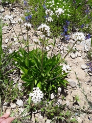 Valeriana californica
