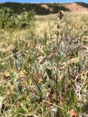 Artemisia scopulorum