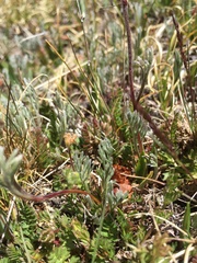 Artemisia scopulorum