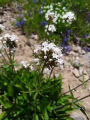 Valeriana californica