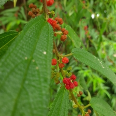 Debregeasia longifolia