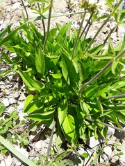 Valeriana californica