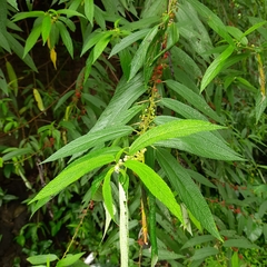 Debregeasia longifolia