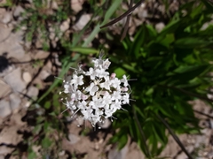 Valeriana californica