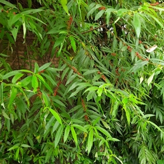 Debregeasia longifolia