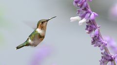 Sparkling-Tailed Woodstar photo 2