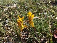 Hymenoxys brandegeei