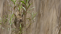 Empidonax albigularis