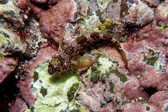 Bellapiscis lesleyae