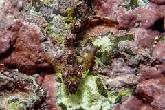 Bellapiscis lesleyae