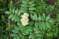 Sorbus sitchensis sitchensis