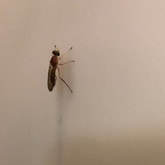 Ptecticus trivittatus