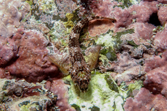 Bellapiscis lesleyae