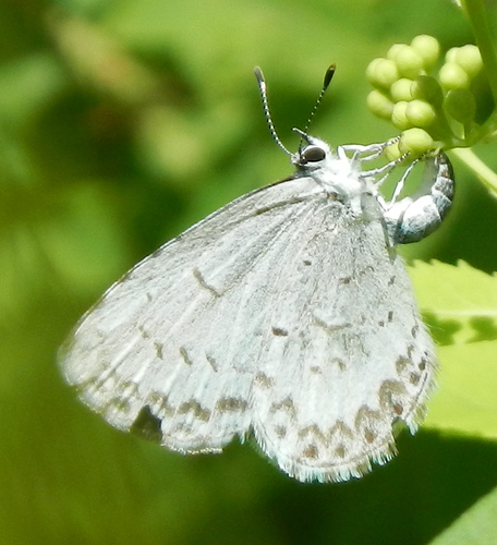 Northern Azure photo 3