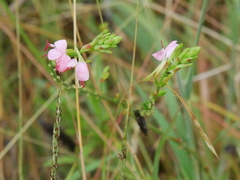 Oenothera suffulta