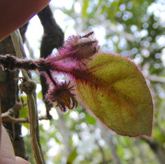 Columnea grisebachiana