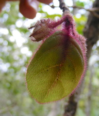 Columnea grisebachiana