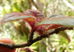 Columnea grisebachiana