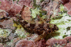 Bellapiscis lesleyae