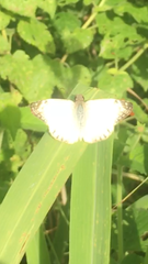 Heliopetes laviana