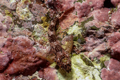 Bellapiscis lesleyae