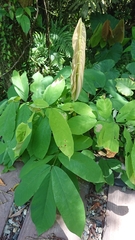 Millettia