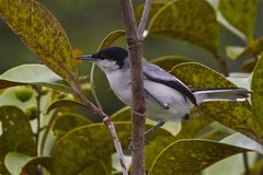 Polioptila plumbea
