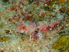 Synchiropus morrisoni