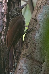 Xiphorhynchus spixii