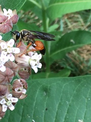 Sphex ichneumoneus