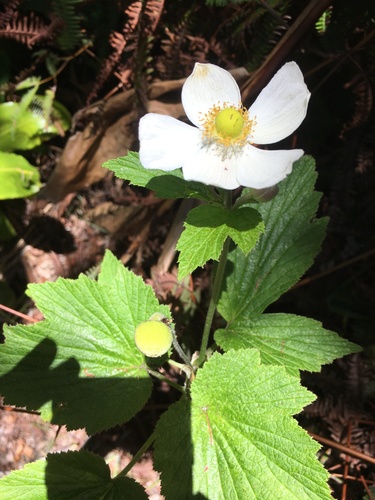 Eriocapitella japonica