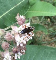 Sphex ichneumoneus