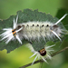 Schaus' Tussock Moth - Photo (c) Thaddeus Charles Jones, some rights reserved (CC BY-NC), uploaded by Thaddeus Charles Jones