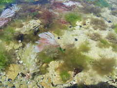 Ulva rigida