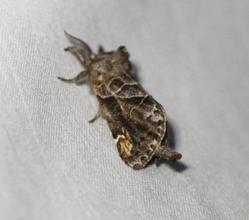 Striped Chocolate-tip Moth photo 5