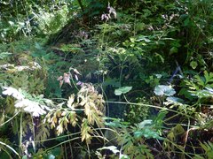 Dicentra formosa