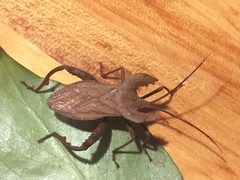 Molipteryx hardwickii